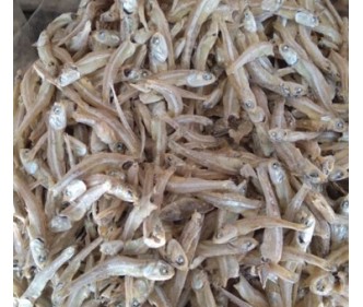 Dried Anchovy A1 Pangkor